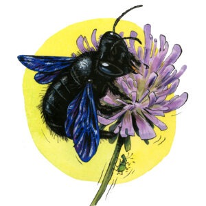 xylocope violet