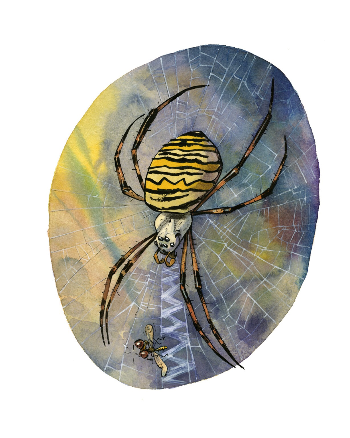 Guznag Copyright Original Argiope Frelon drawing by guznag