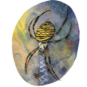 argiope frelon