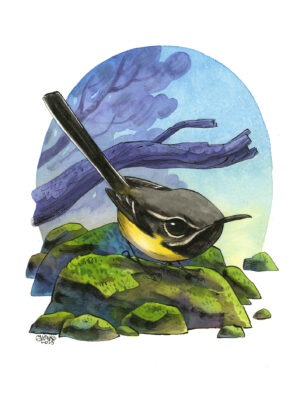 goldcrest (Copie) (Copie)