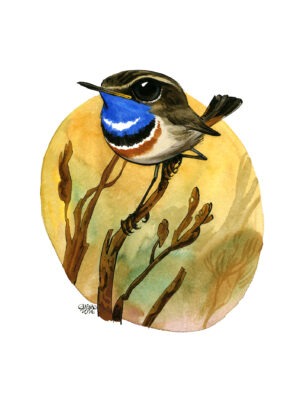 Guznag Copyright Original Bird Gorgebleue drawing by guznag