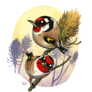 goldfinches