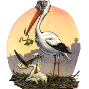 cigogne blanche