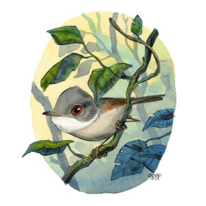 Common Whitethroat