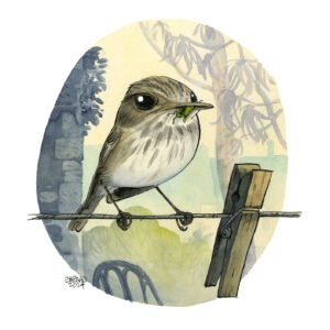 spotted flycatcher