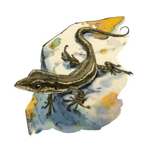 lézard des murailles