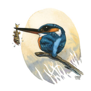 european kingfisher 3