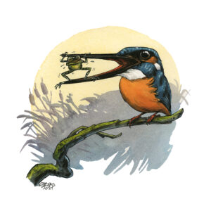 Kingfisher 4