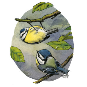 Blue tit 2