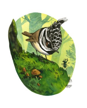 goldcrest (Copie)