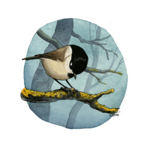 Marsh tit