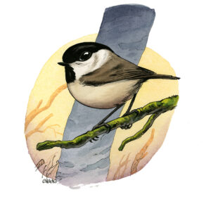 Marsh tit 2