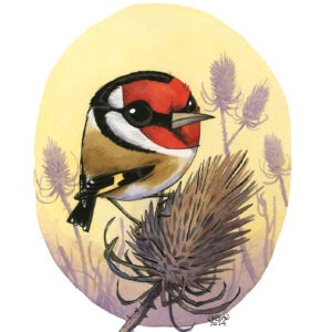 european goldfinch