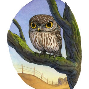 little owl