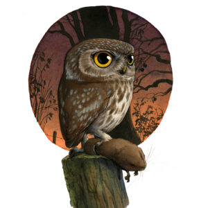 Little Owl