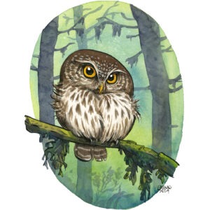 Eurasian Pygmy Owl 2