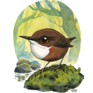 White-throated Dipper