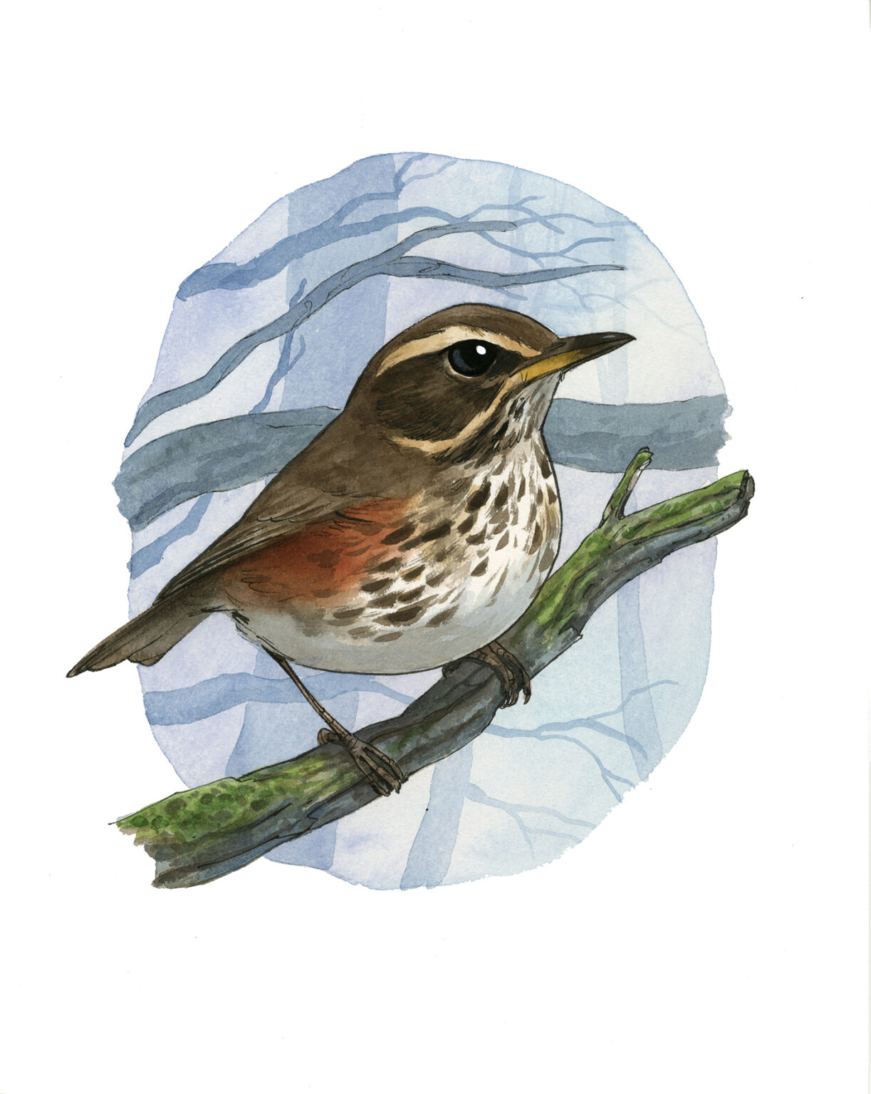 Guznag Copyright Original Oiseau Grive Mauvis 2 drawing by guznag