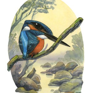 kingfisher