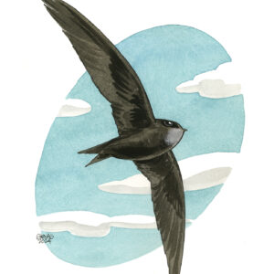 common swift