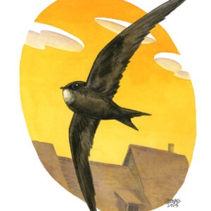 common swift