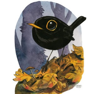 common blackbird