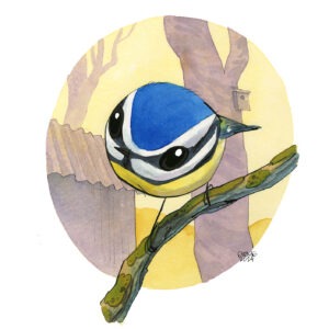 blue tit