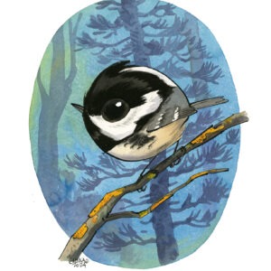 coal tit