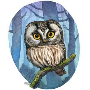 boreal owl