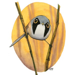 Bearded Reedling