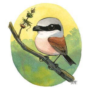 Red-backed Shrike