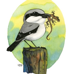 great grey shrike