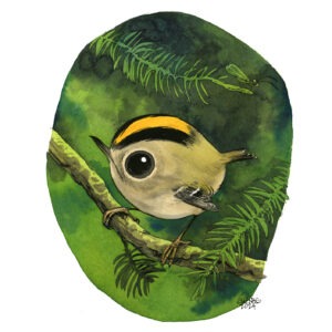 goldcrest