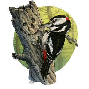 great spotted woodpecker