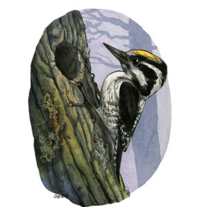 Three-toed woodpecker