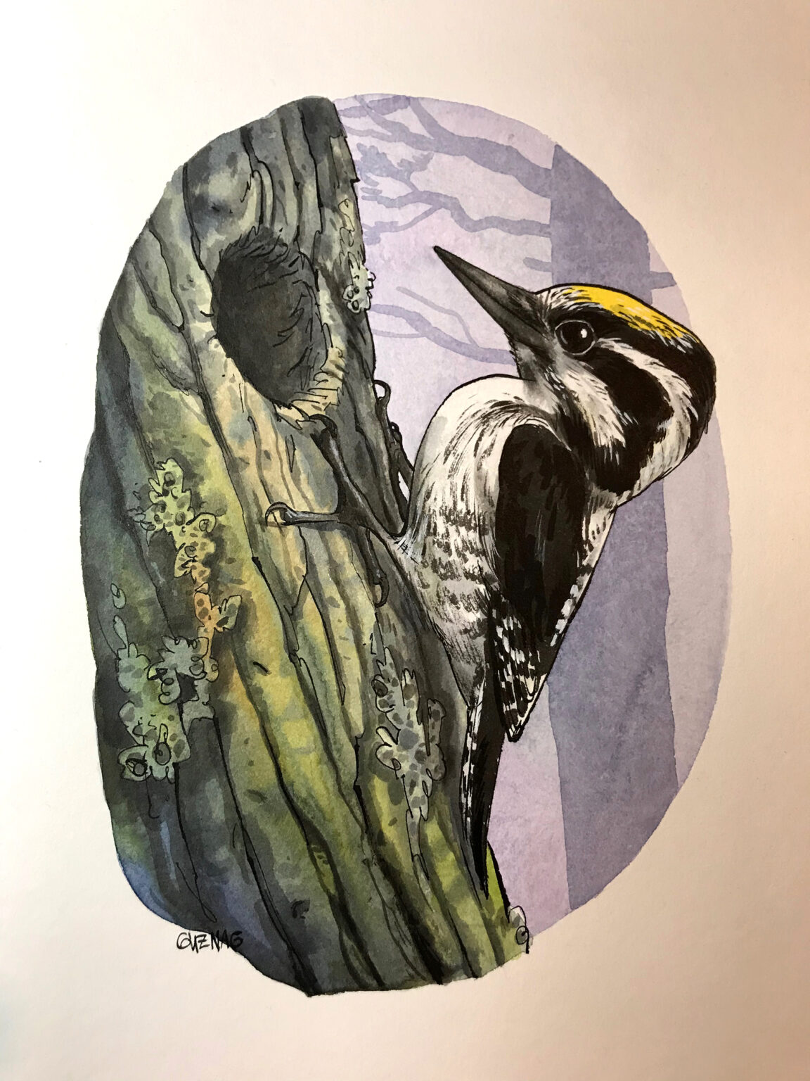 Three-toed woodpecker - Image 2