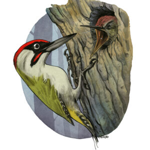 Eurasian green woodpecker