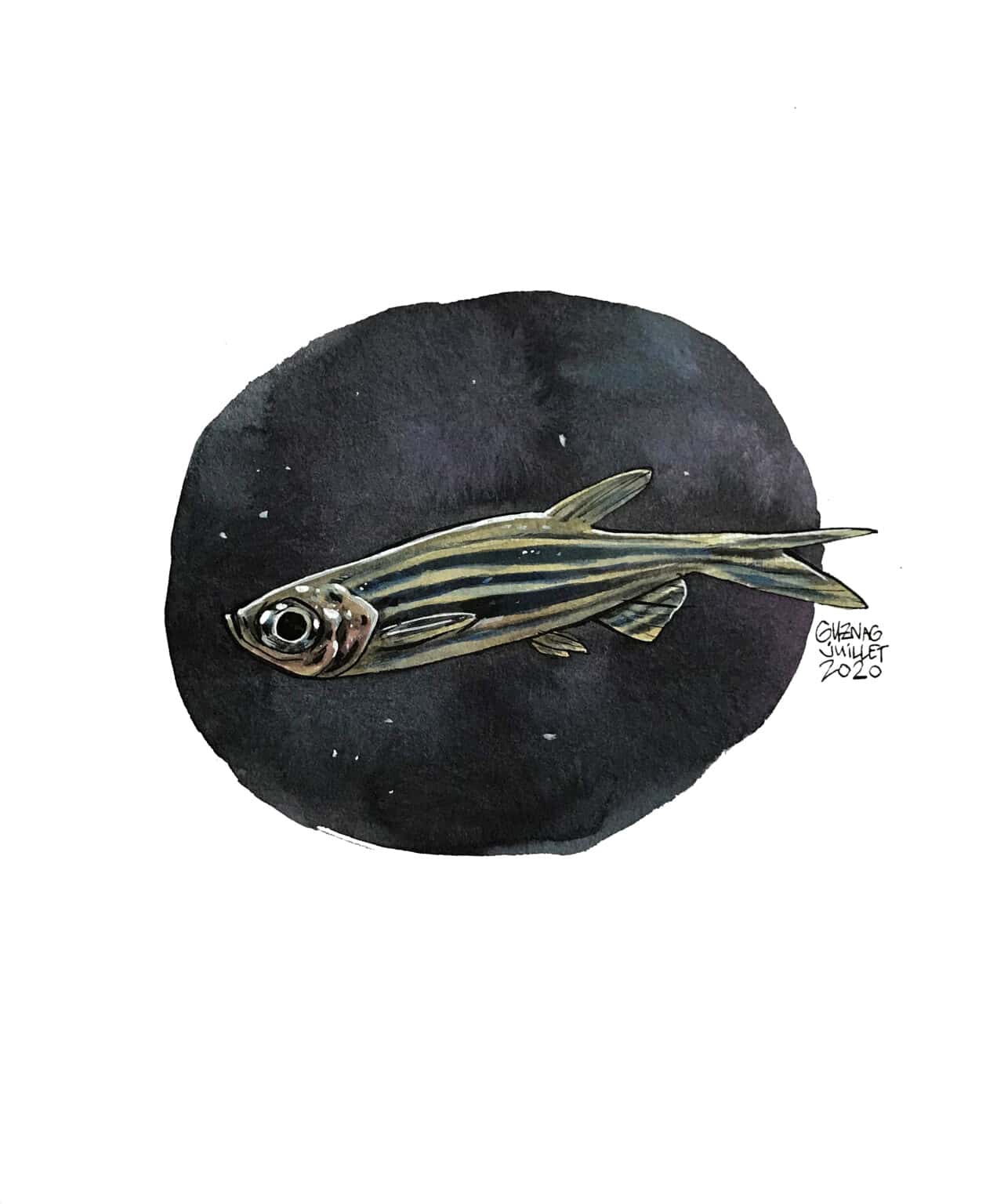 Guznag Copyright Original Poisson Danio drawing by guznag