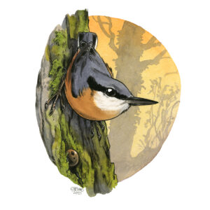 Eurasian Nuthatch 2